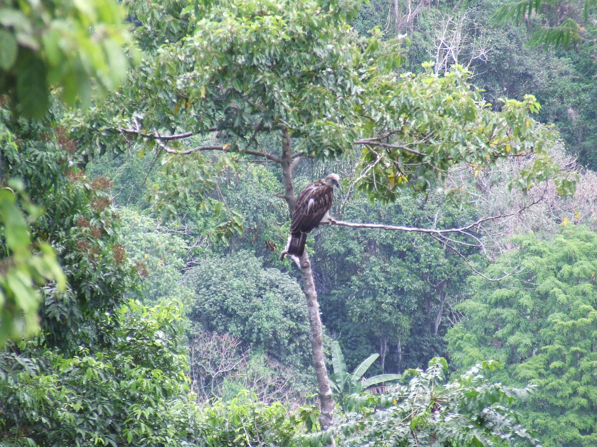 Philippine Eagle (Pithecophaga jefferyi), photo 10