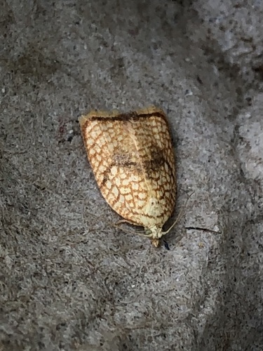 Maple Leaftier Moth, Pijlkruidkreek, Leiderdorp, Zuid-Holland, NL, photo 9 of 10