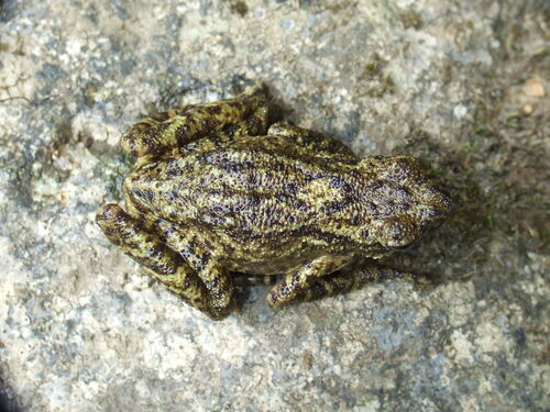 Mueller's Toad, Ansonia muelleri
