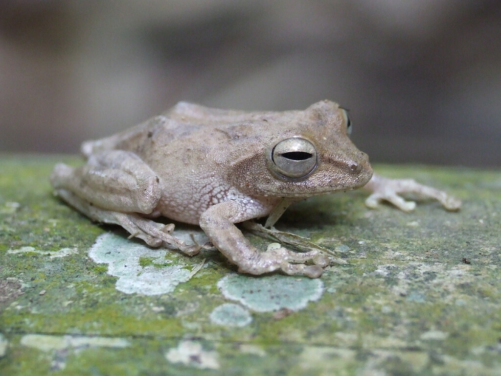 Mindanao Bush Frog