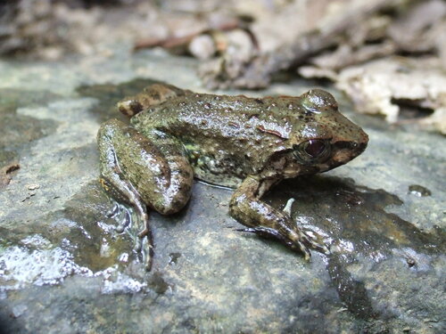 Ferner's Fanged Frog, Limnonectes diuatus