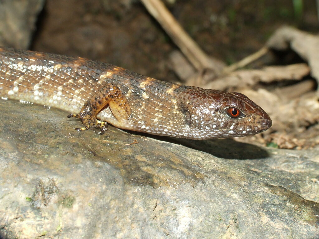 Partello's Waterside Skink