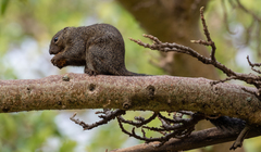 Heliosciurus gambianus