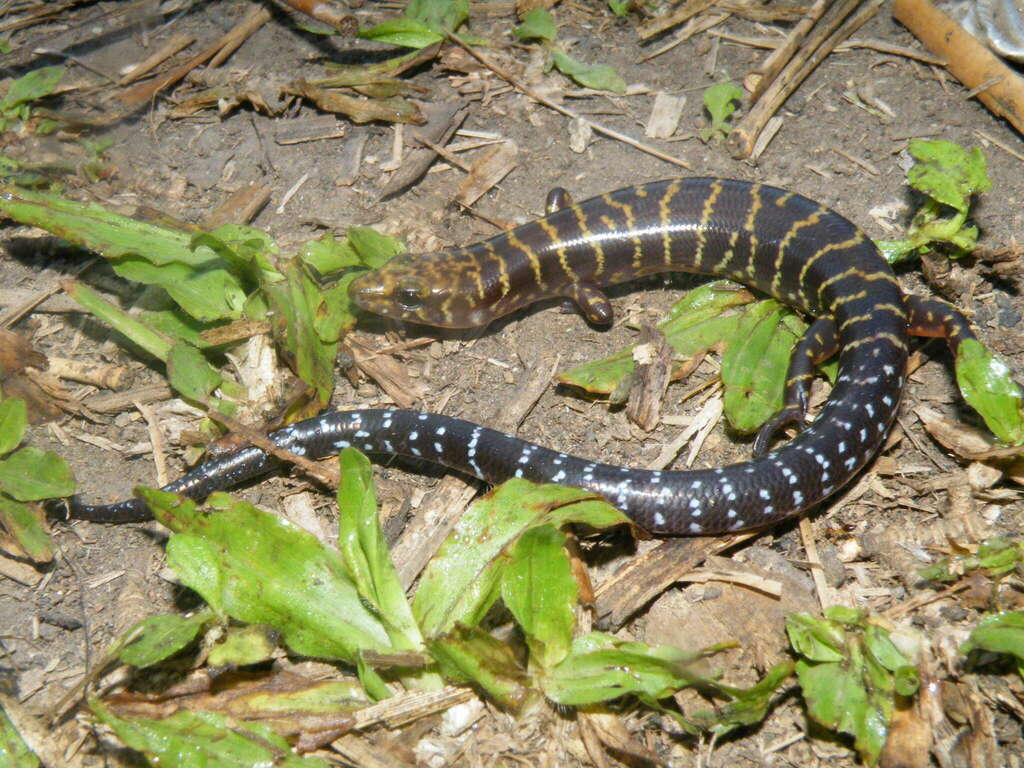 Banded Sphenomorphus
