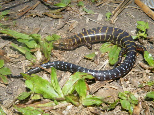 Sphenomorphus fasciatus