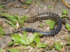 Banded Sphenomorphus photo 1