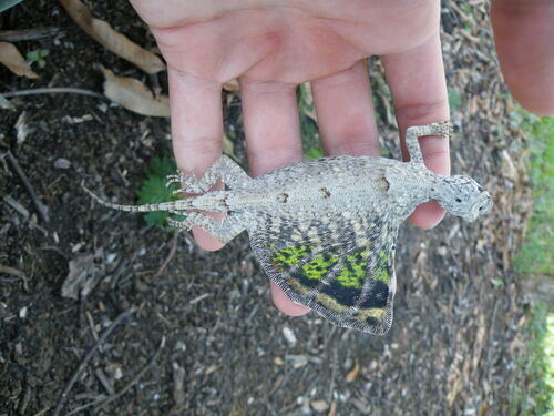 Green-winged Flying Lizard