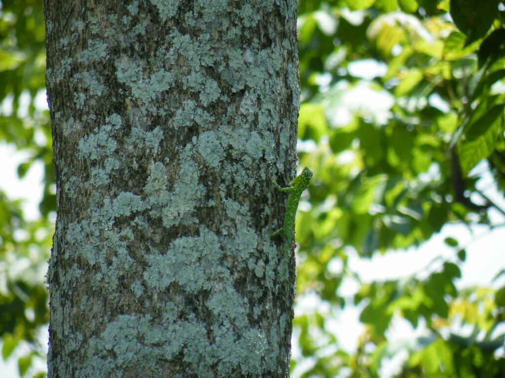 Guenther's Flying Lizard