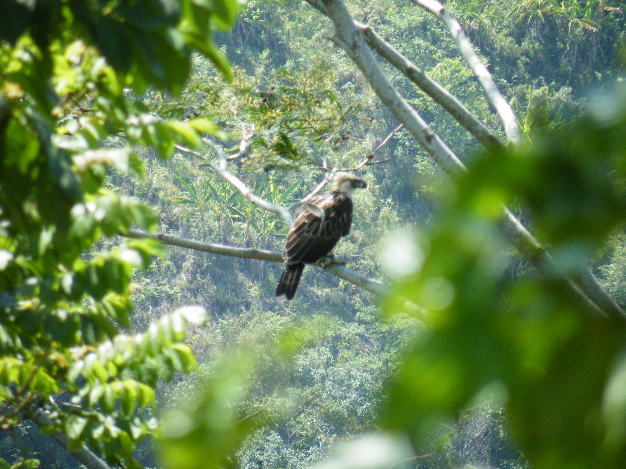 Philippine Eagle (Pithecophaga jefferyi), photo 3