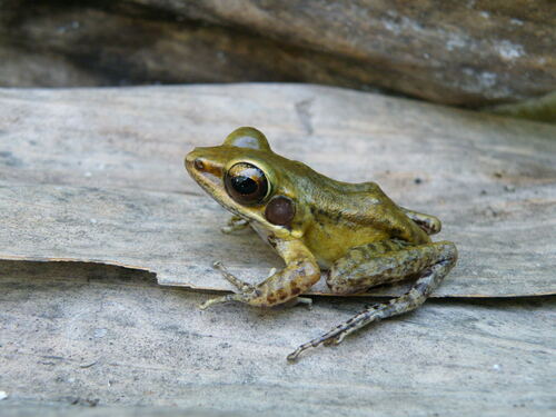Big-eyed Frog, Hylarana grandocula