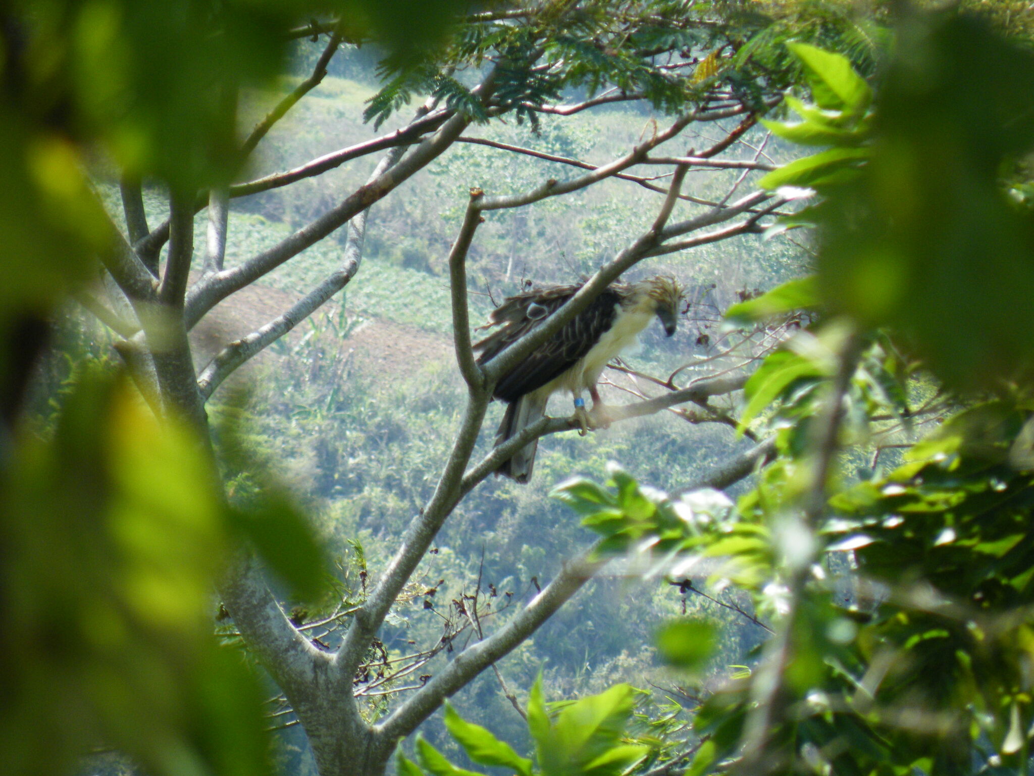 Philippine Eagle (Pithecophaga jefferyi), photo 4