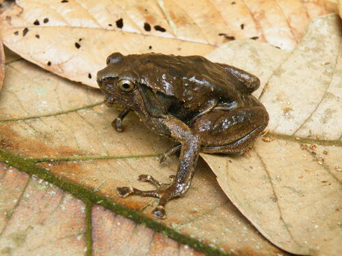 Philippine Narrowmouth Toad, Kaloula conjuncta