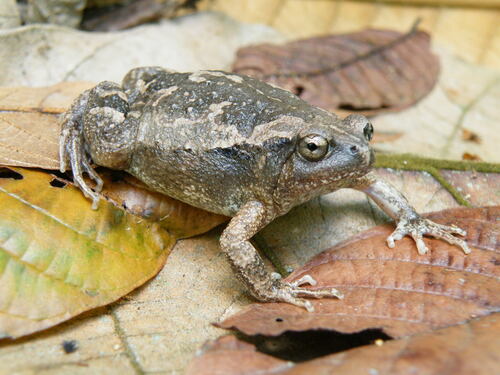 Painted Narrowmouth Toad, Kaloula picta