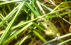 Hyla gratiosa