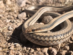 Salvadora deserticola