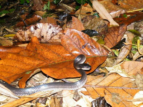 Muller's Wolf Snake