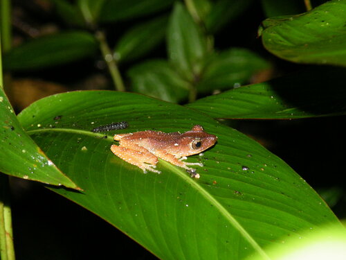 Spiny Tree Frog, Nyctixalus spinosus