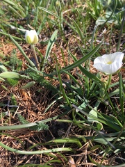 Ranunculus kuepferi