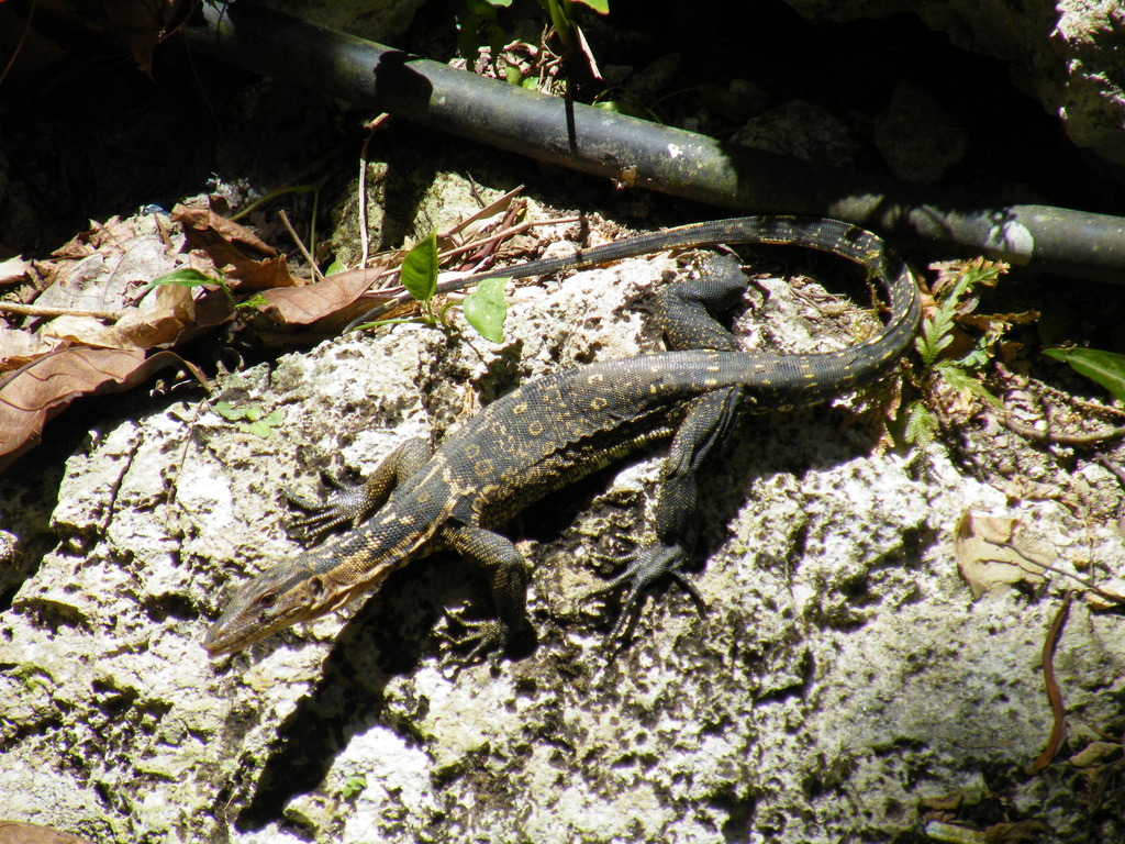 Samar Water Monitor