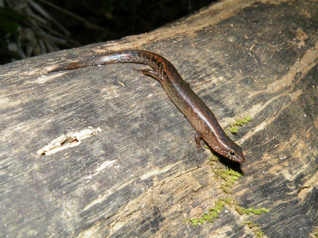 Steere's Sphenomorphus