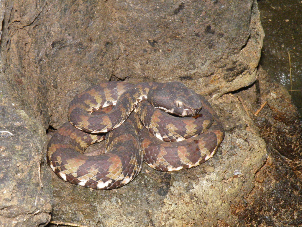 Philippine Pit Viper