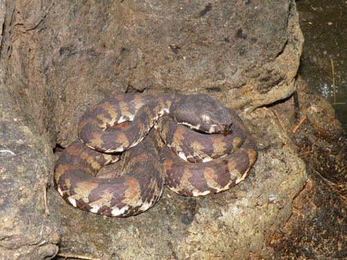 Philippine pitviper, Trimeresurus flavomaculatus