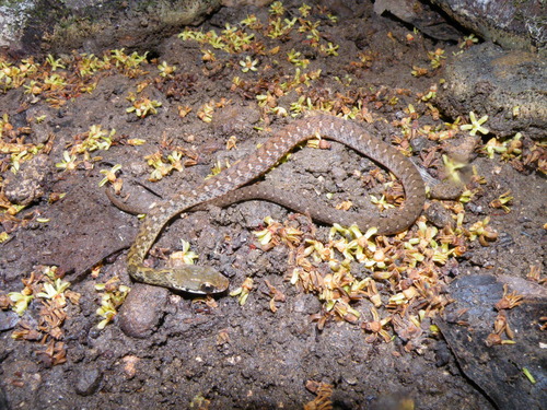 Spotted Water Snake