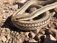 Salvadora deserticola