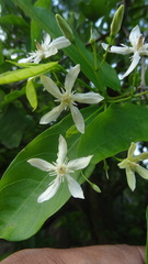 Wrightia tinctoria