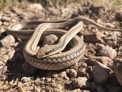 Salvadora deserticola