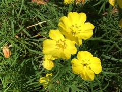 Calylophus
