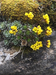 Draba aizoides