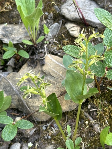 Image of Neottia borealis by no rights reserved