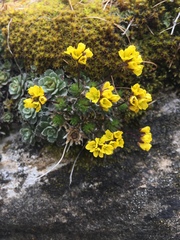 Draba aizoides