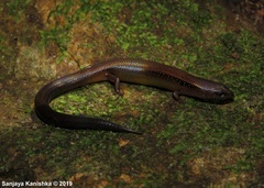 Ceylon Tree Skink photo 1
