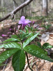 Cardamine pentaphyllos