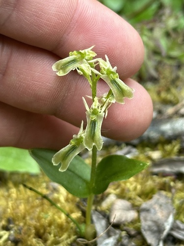 Image of Neottia borealis by no rights reserved