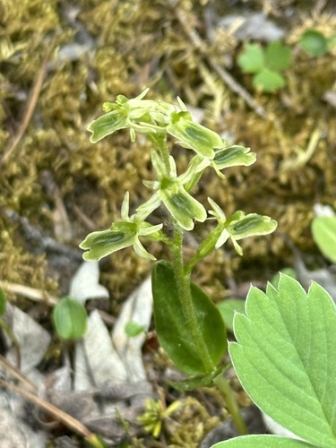 Image of Neottia borealis by no rights reserved