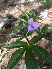 Cardamine pentaphyllos