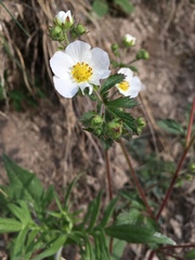 Drymocallis rupestris