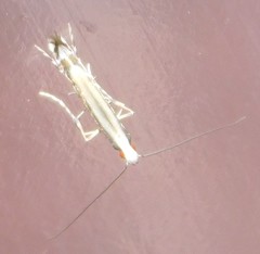 Acrocercops chrysophylli