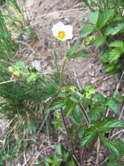 Drymocallis rupestris