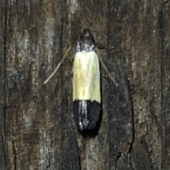 Anacampsis coverdalella