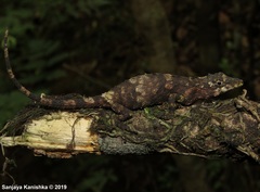 Dumbara Agama photo 4