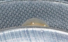 Acrocercops chrysophylli