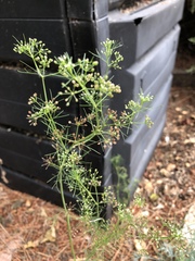 Cyclospermum