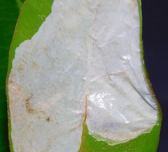 Acrocercops chrysophylli