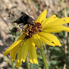 Encelia californica