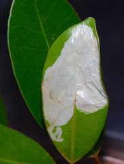 Acrocercops chrysophylli