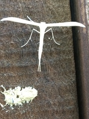 Hellinsia homodactylus